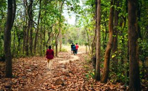 Jungle-Trekking
