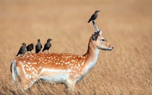 birds-on-deer