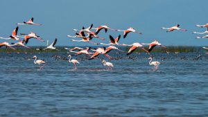 chilka-lake-odisha