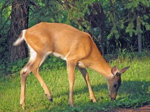 deer